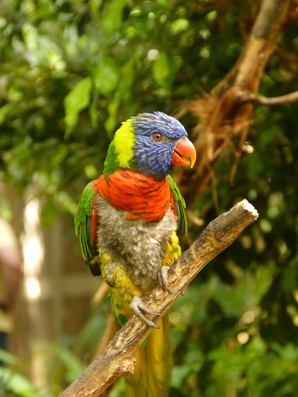 bird colors parrot free photo