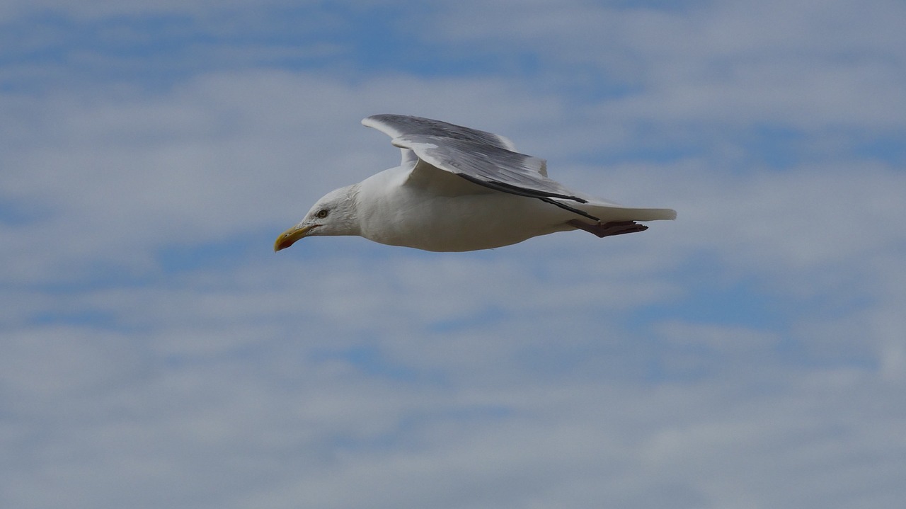 bird gull free free photo