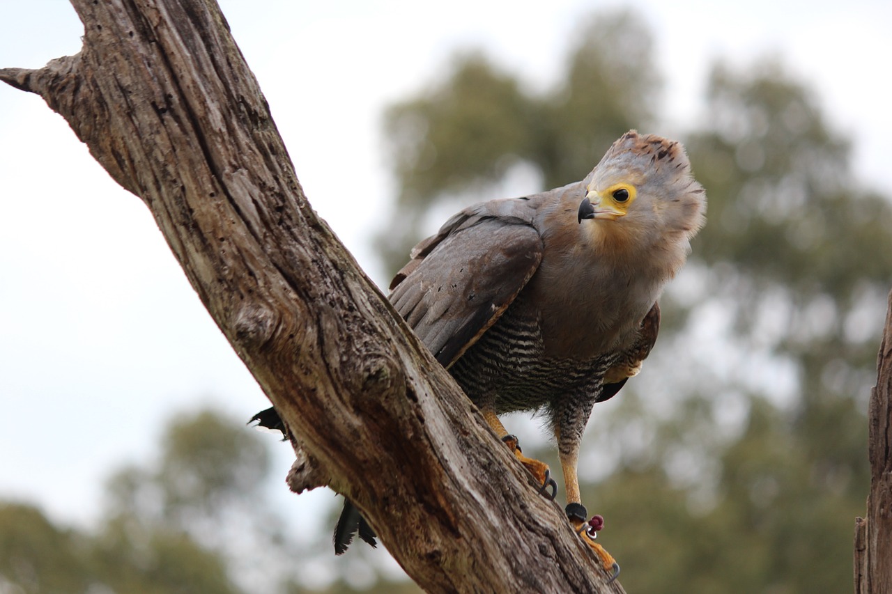 hawk bird predator free photo