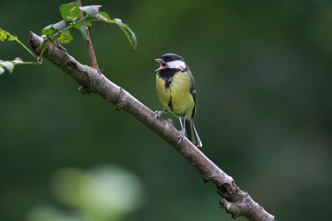 bird nature wildlife free photo