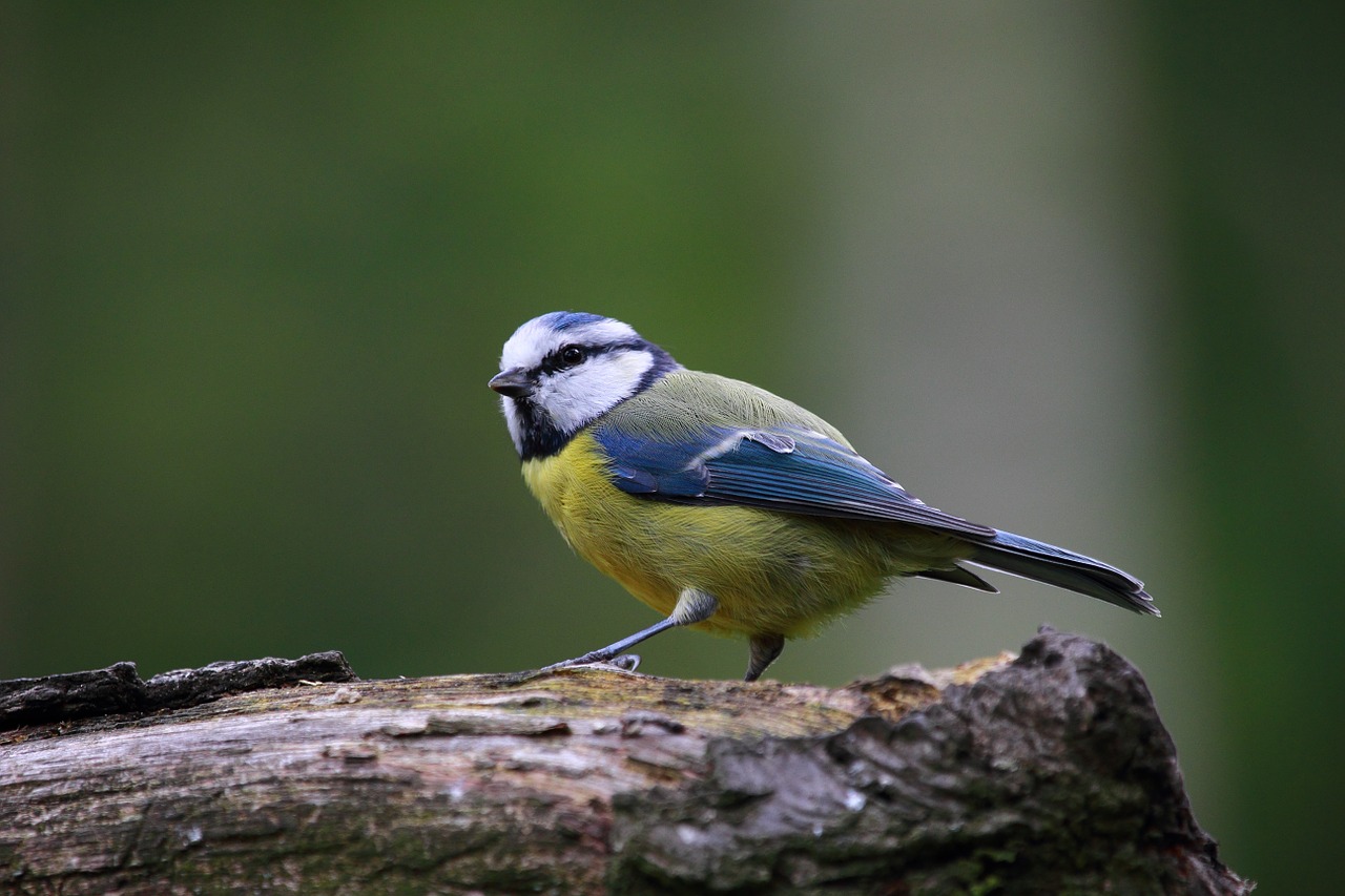 blue tit bird cute free photo