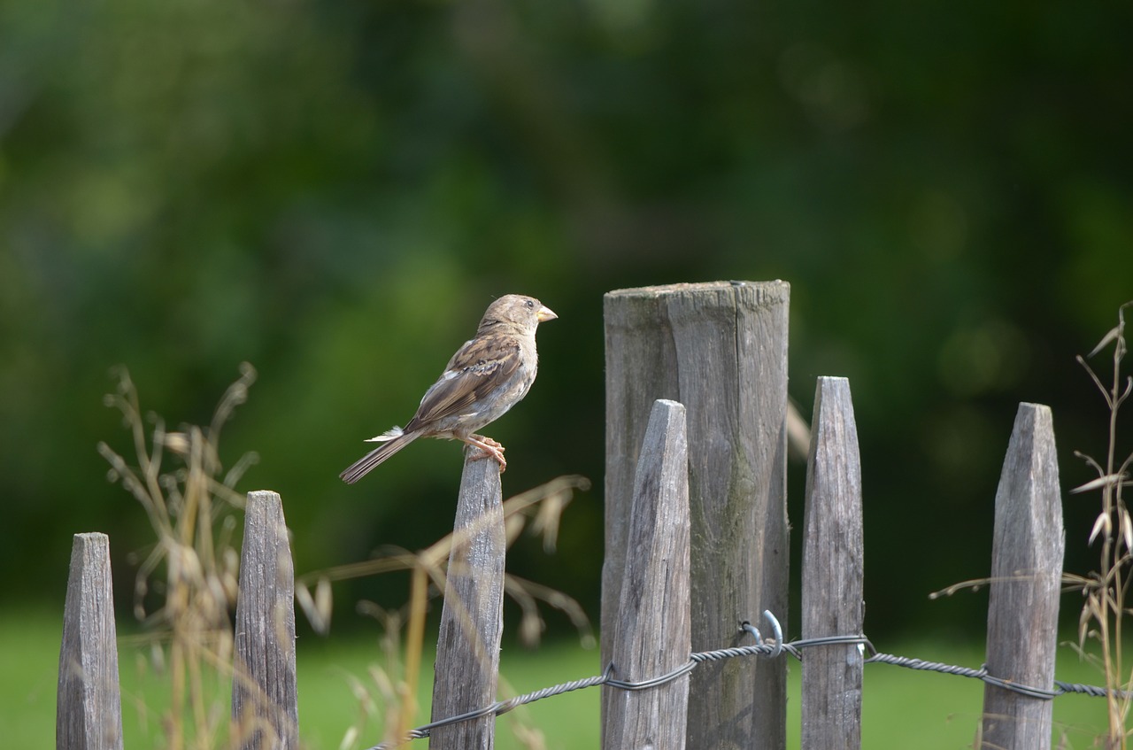 bird fence nature free photo