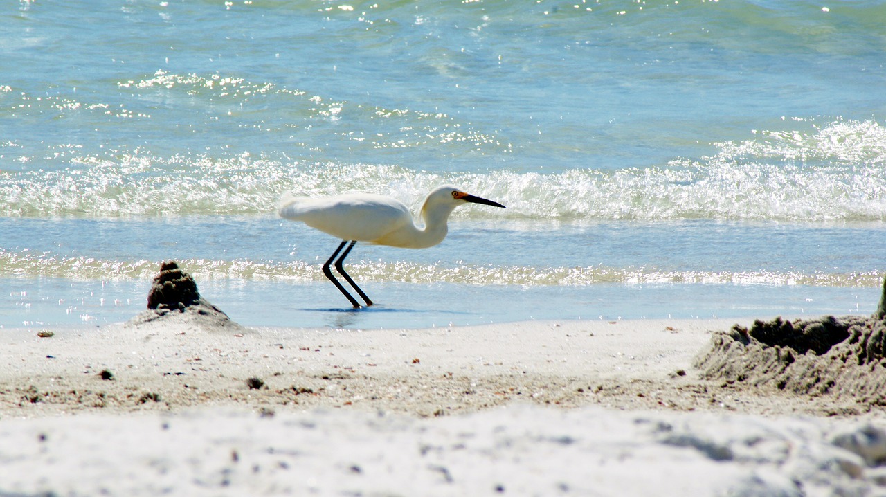 bird beach ocean free photo