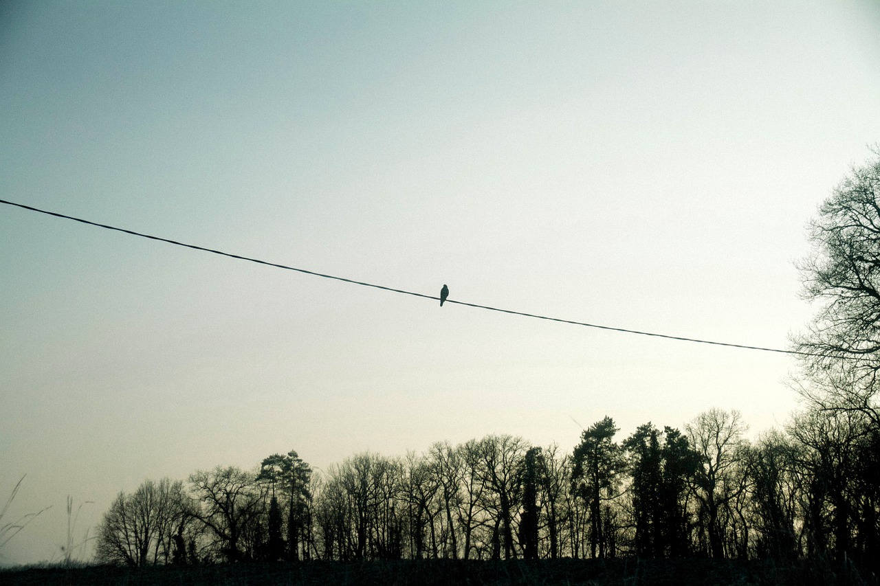 bird cable wire free photo