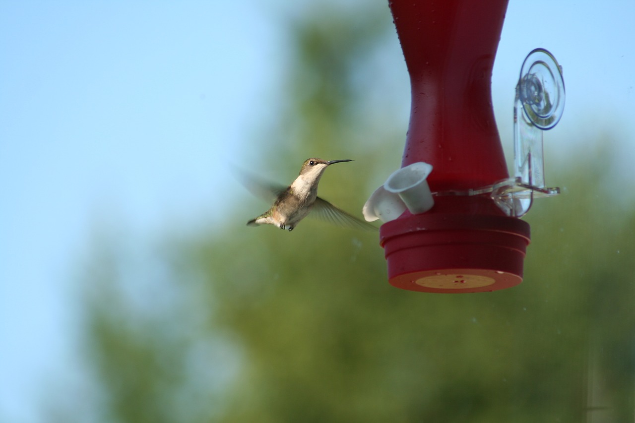 hummingbird bird drinking free photo