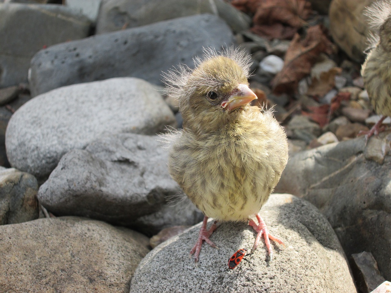 bird stones nature free photo