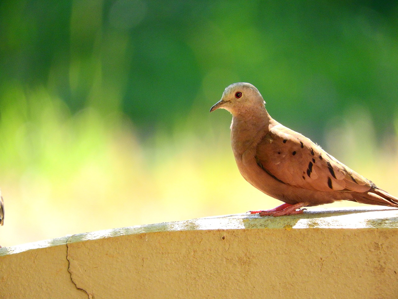 bird nature tropical bird free photo