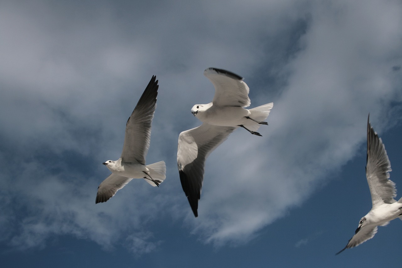 bird dove flying free photo
