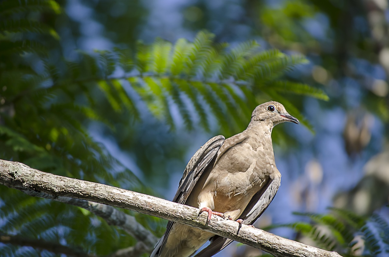 bird wildlife tree free photo