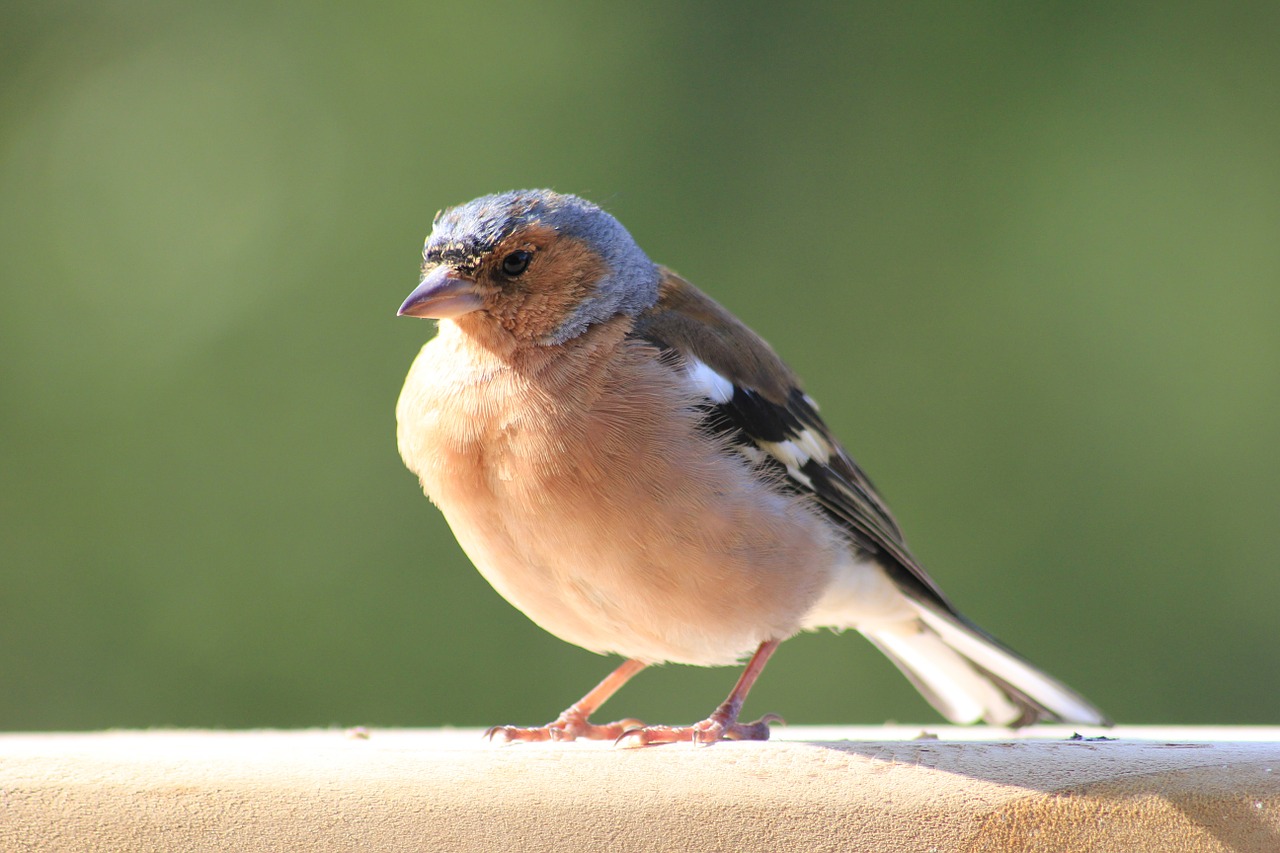 bird finch small free photo