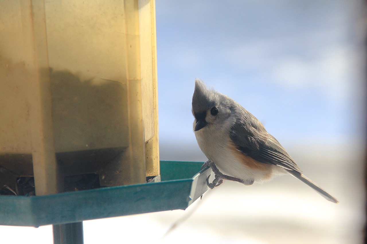 bird feeding animal free photo