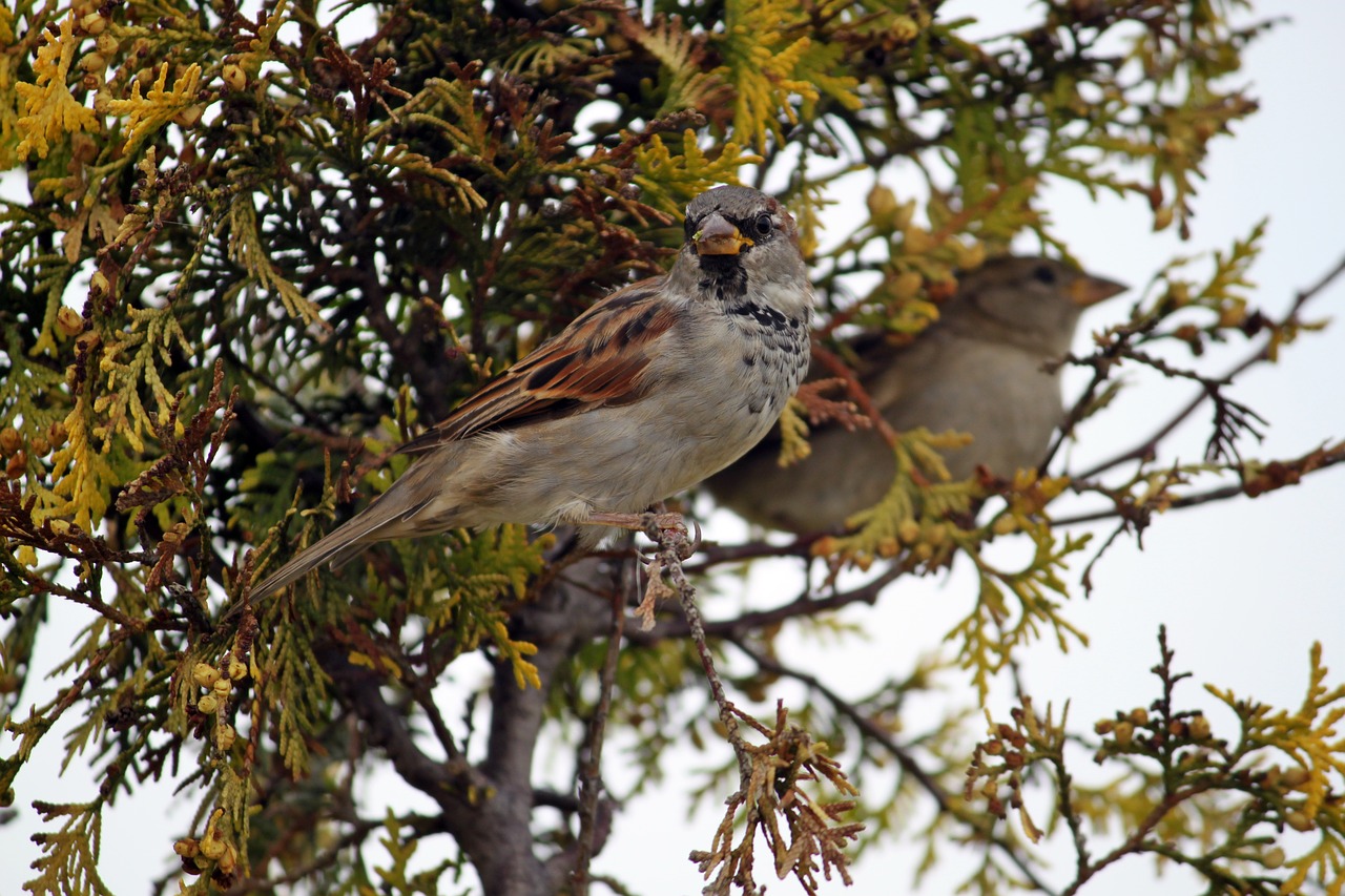 bird the sparrow nature free photo