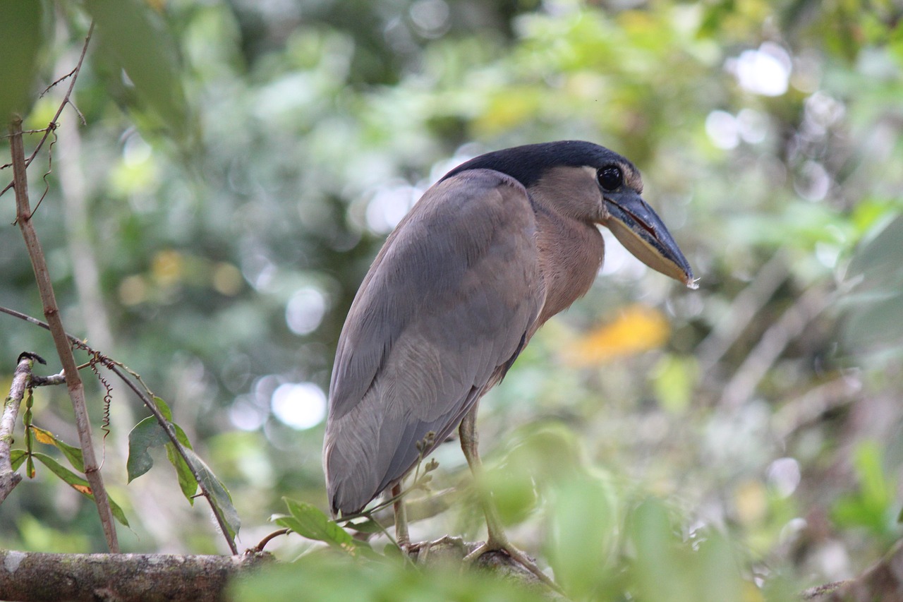 bird nature costa rica free photo