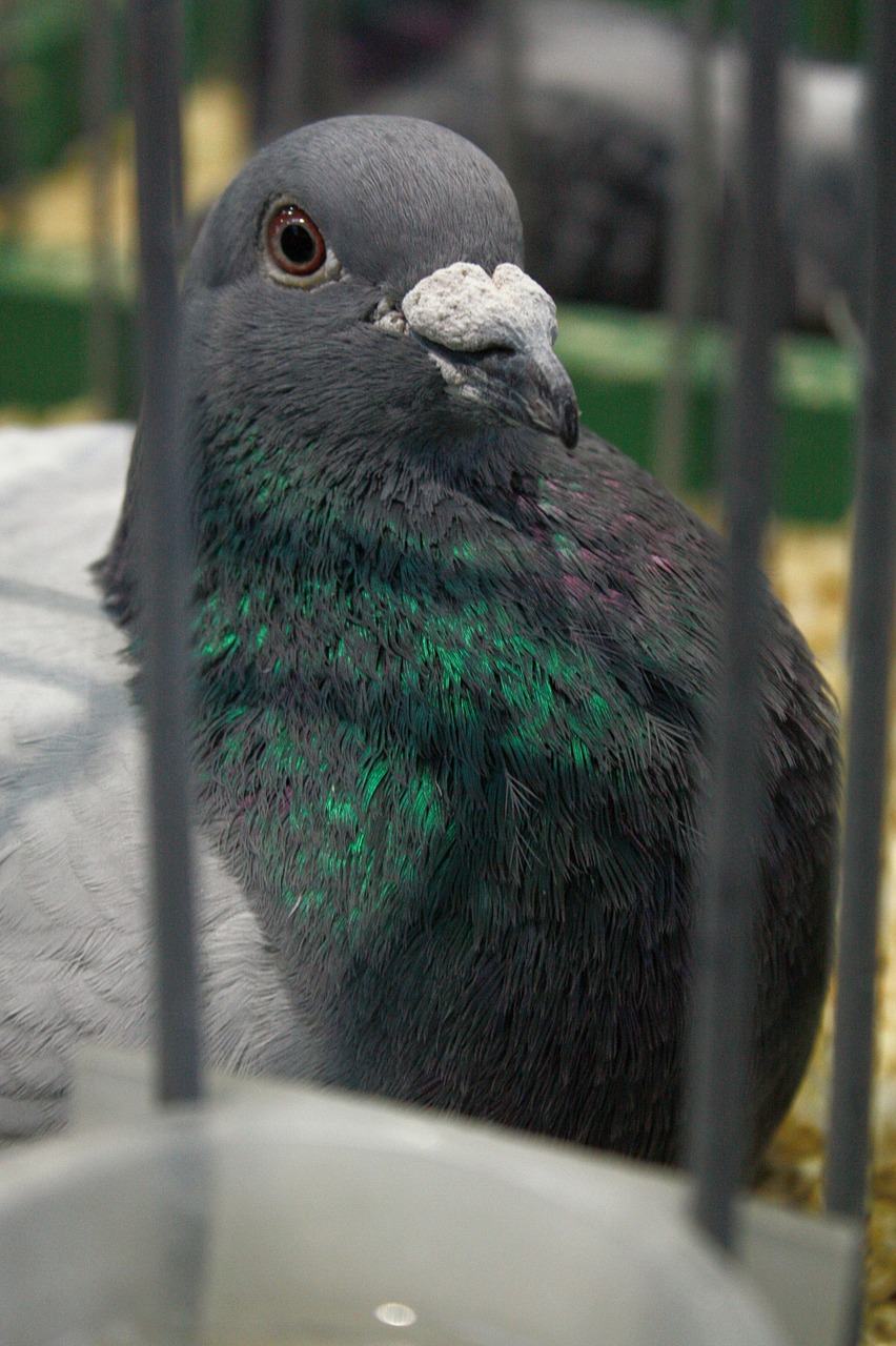 bird dove pigeons free photo