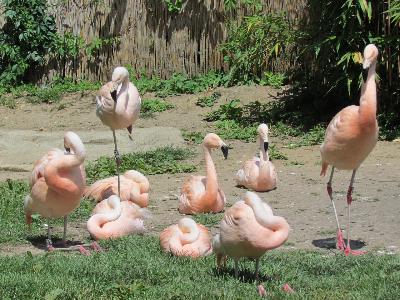 bird animal water bird free photo