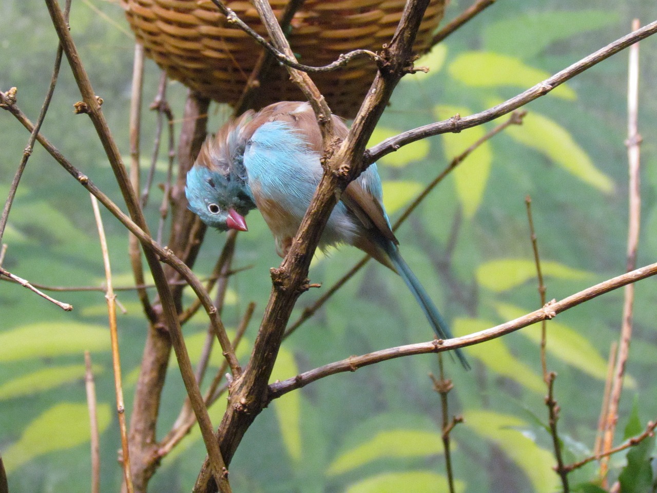 bird animal nest free photo