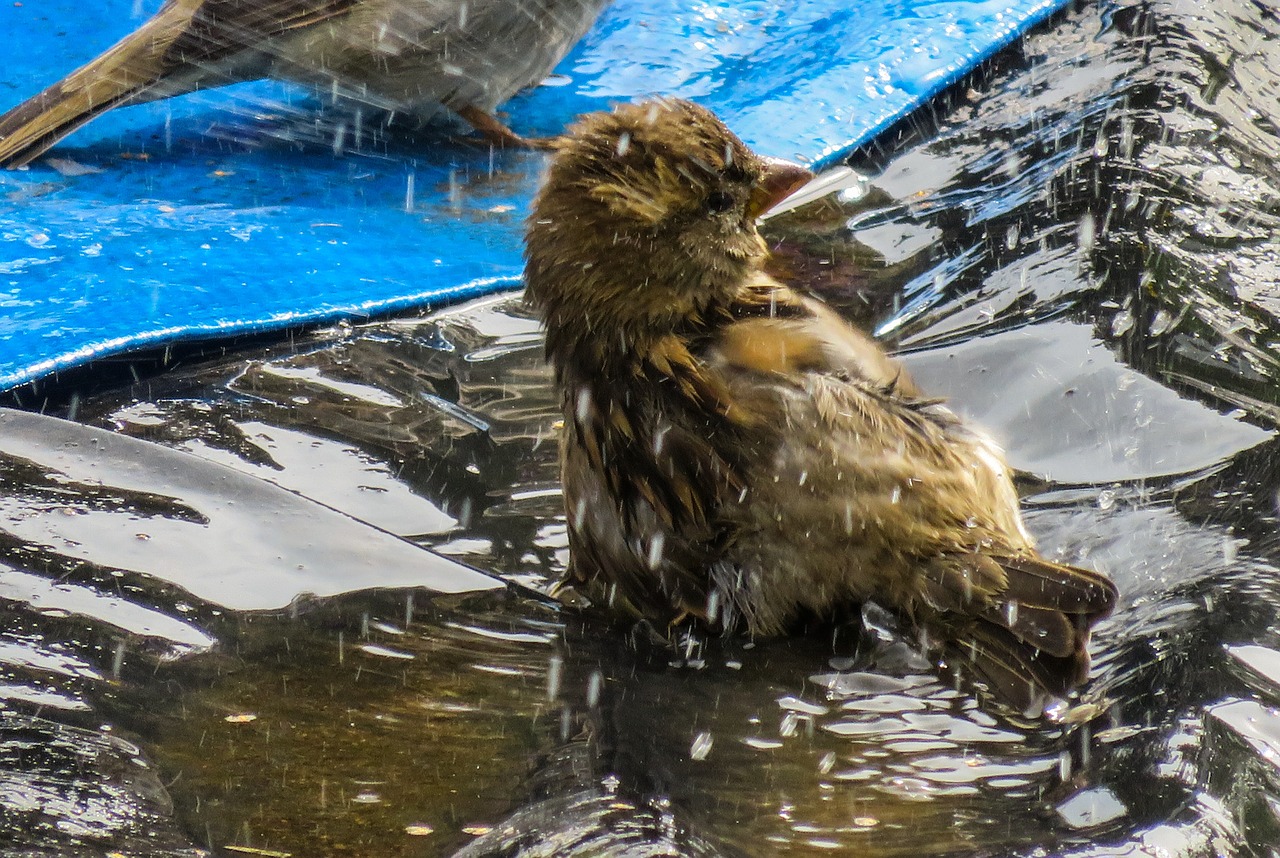 bird sparrow bad free photo