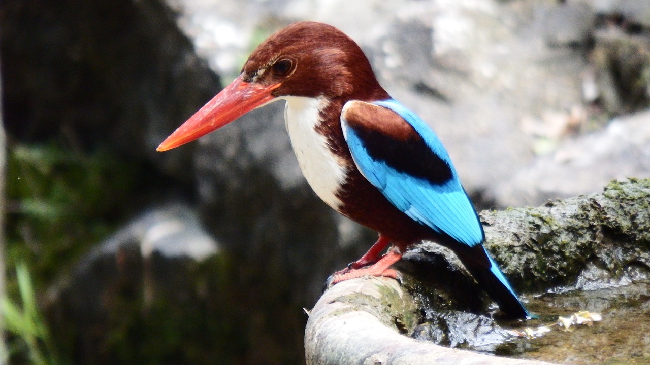 bird kingfisher asia bird free photo