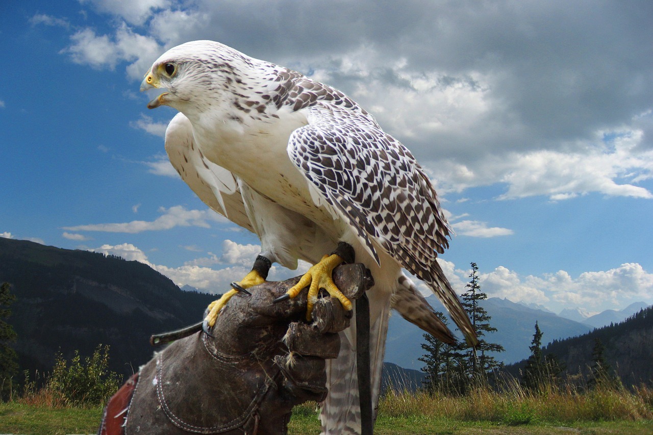 bird raptor portrait free photo