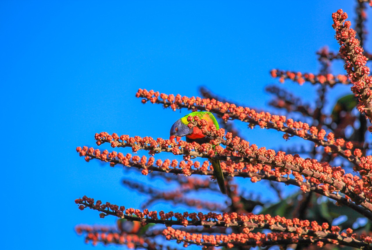 bird parrot nature free photo