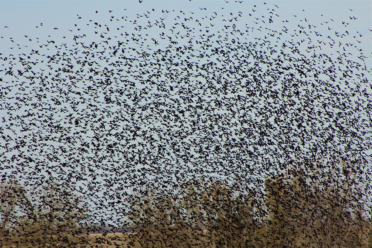bird flock blackbirds free photo