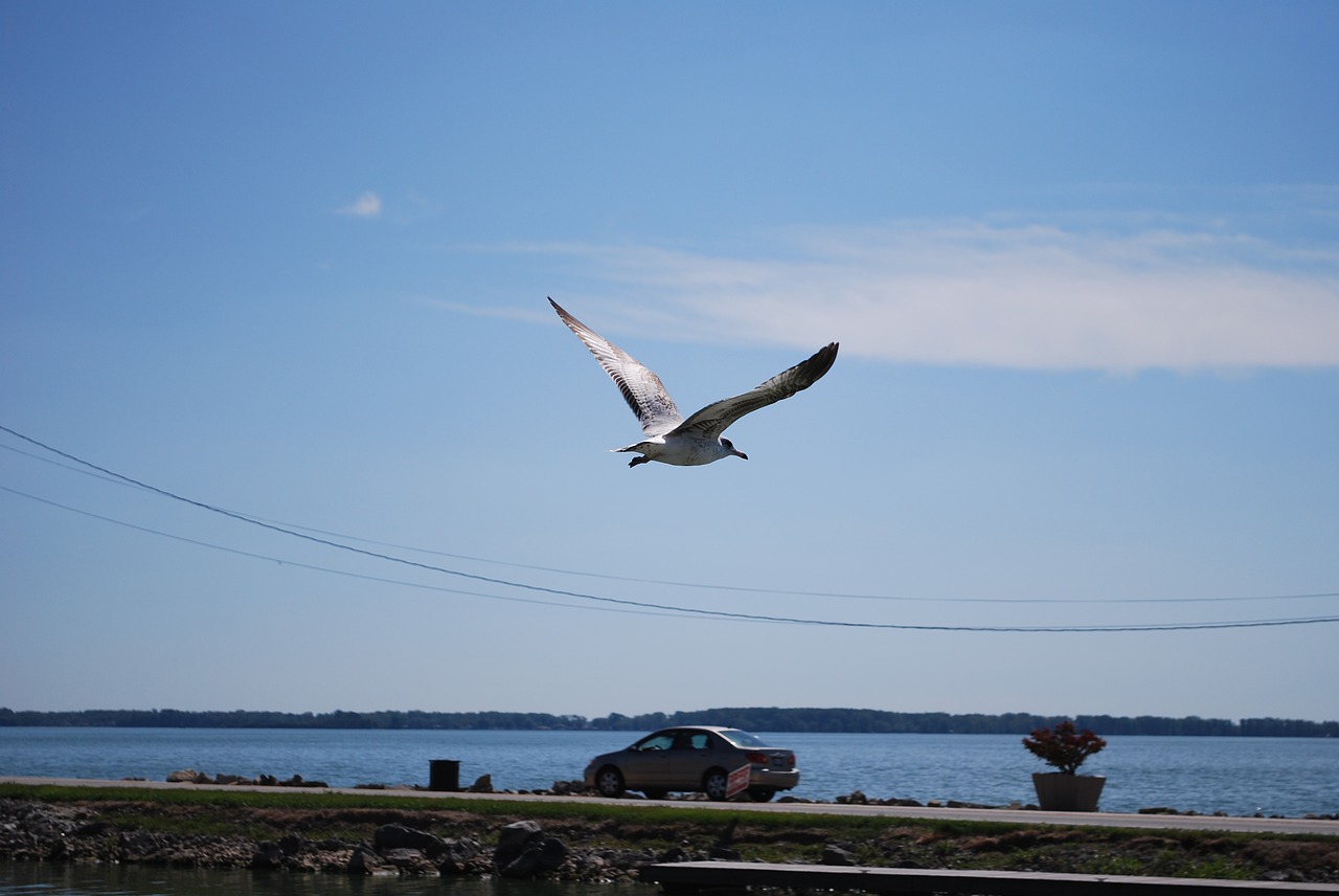 bird flying nature free photo