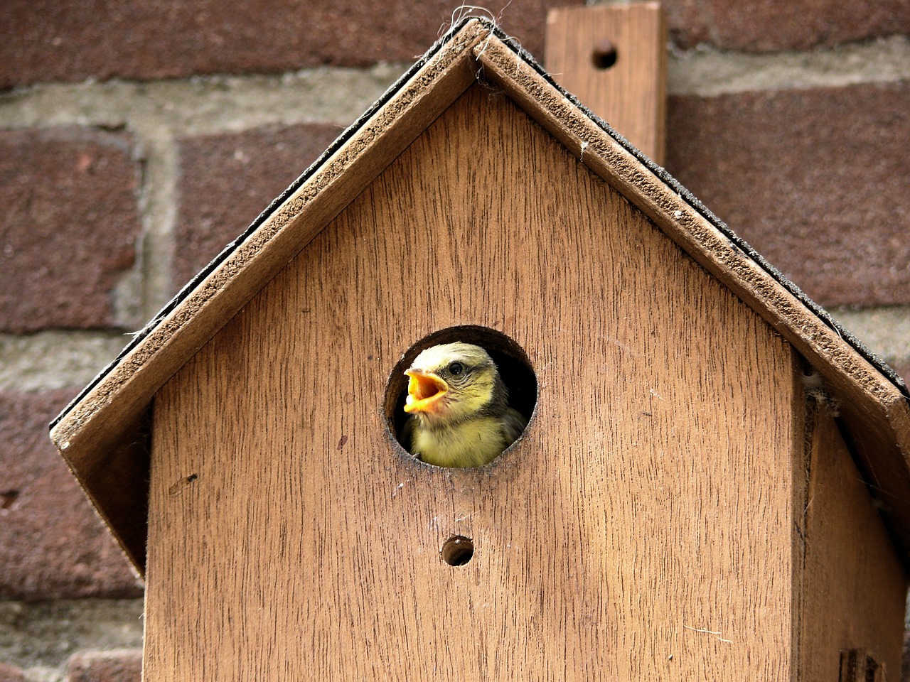 bird pimpelmeesje birdhouse free photo