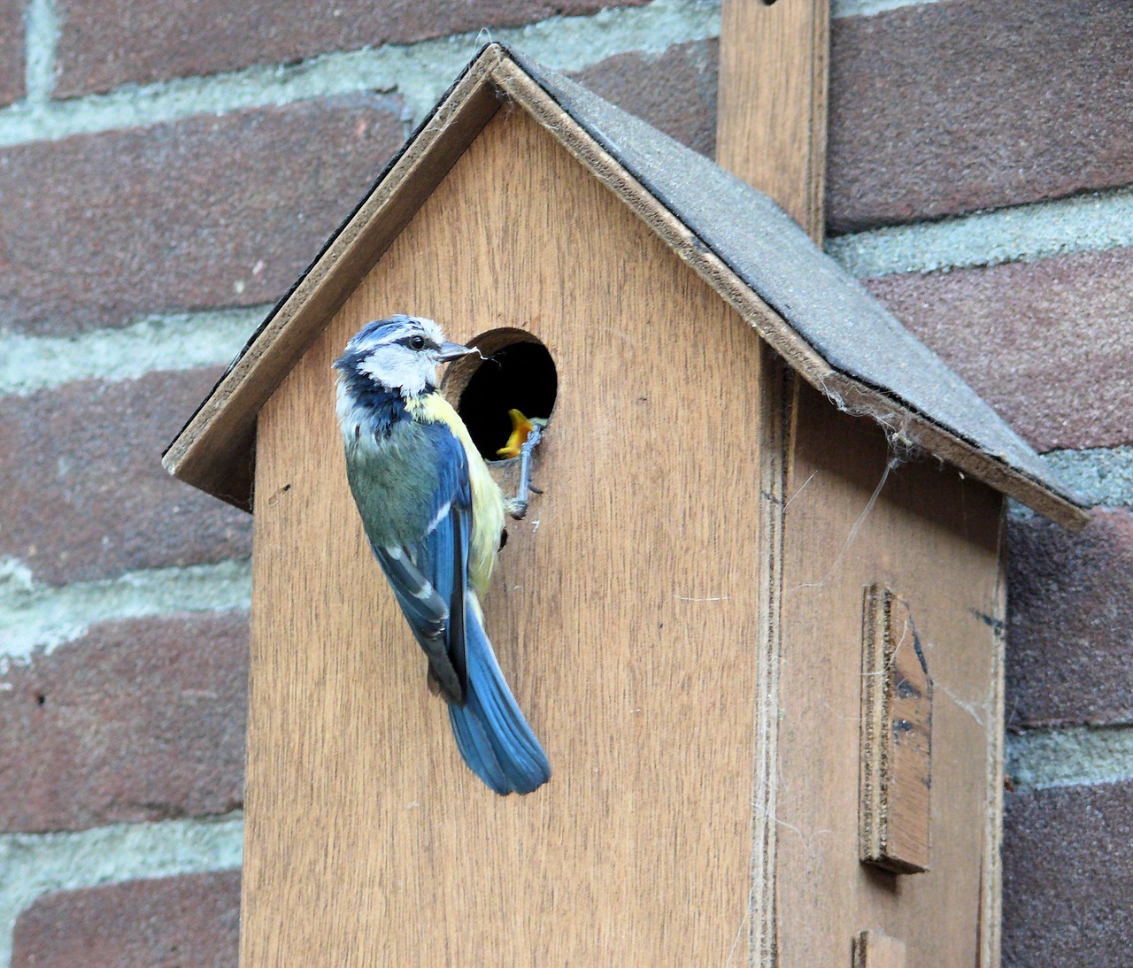 bird pimpelmeesje birdhouse free photo