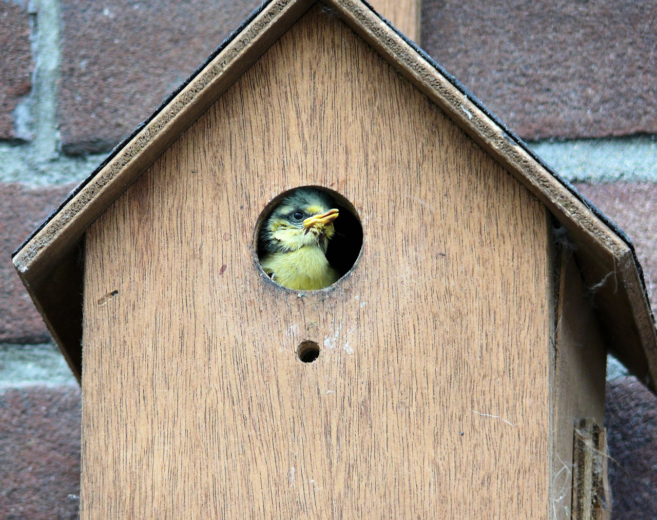 bird pimpelmeesje birdhouse free photo