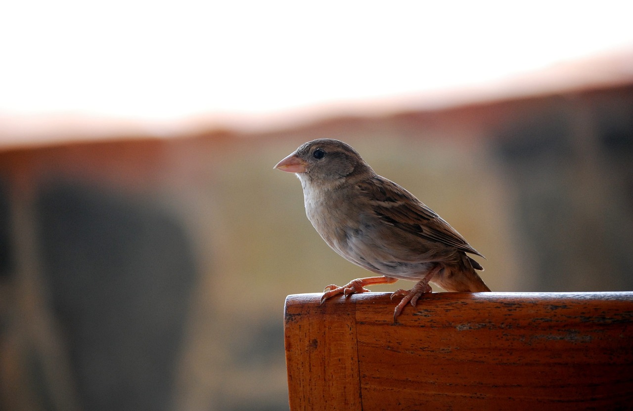 sparrow bird nature free photo