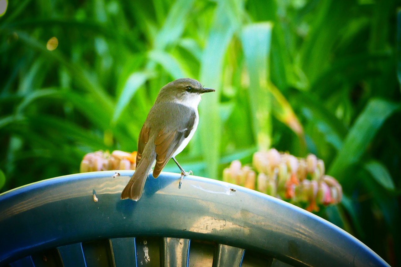 bird nature wildlife free photo