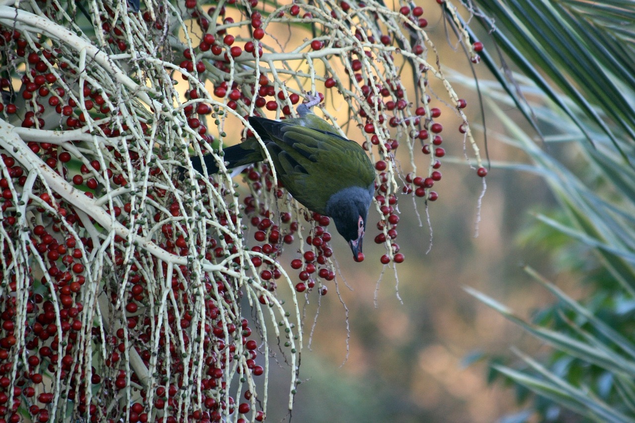 bird figbird berry free photo