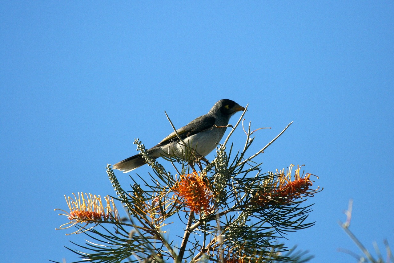 bird perch branch free photo