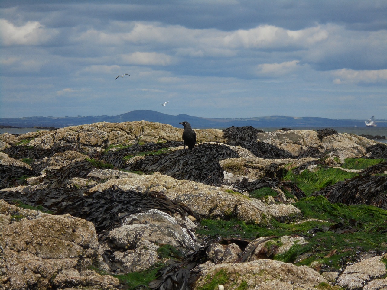 bird mountains field free photo