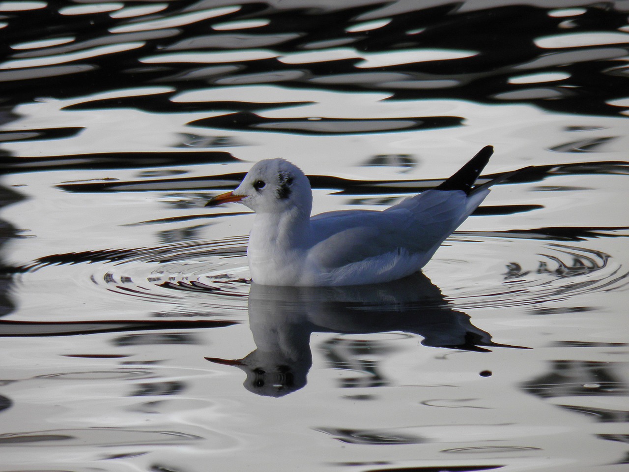 bird the seagull water free photo