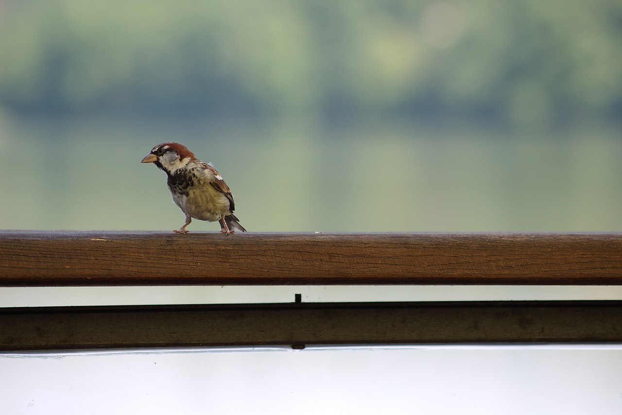 sparrow bird nature free photo