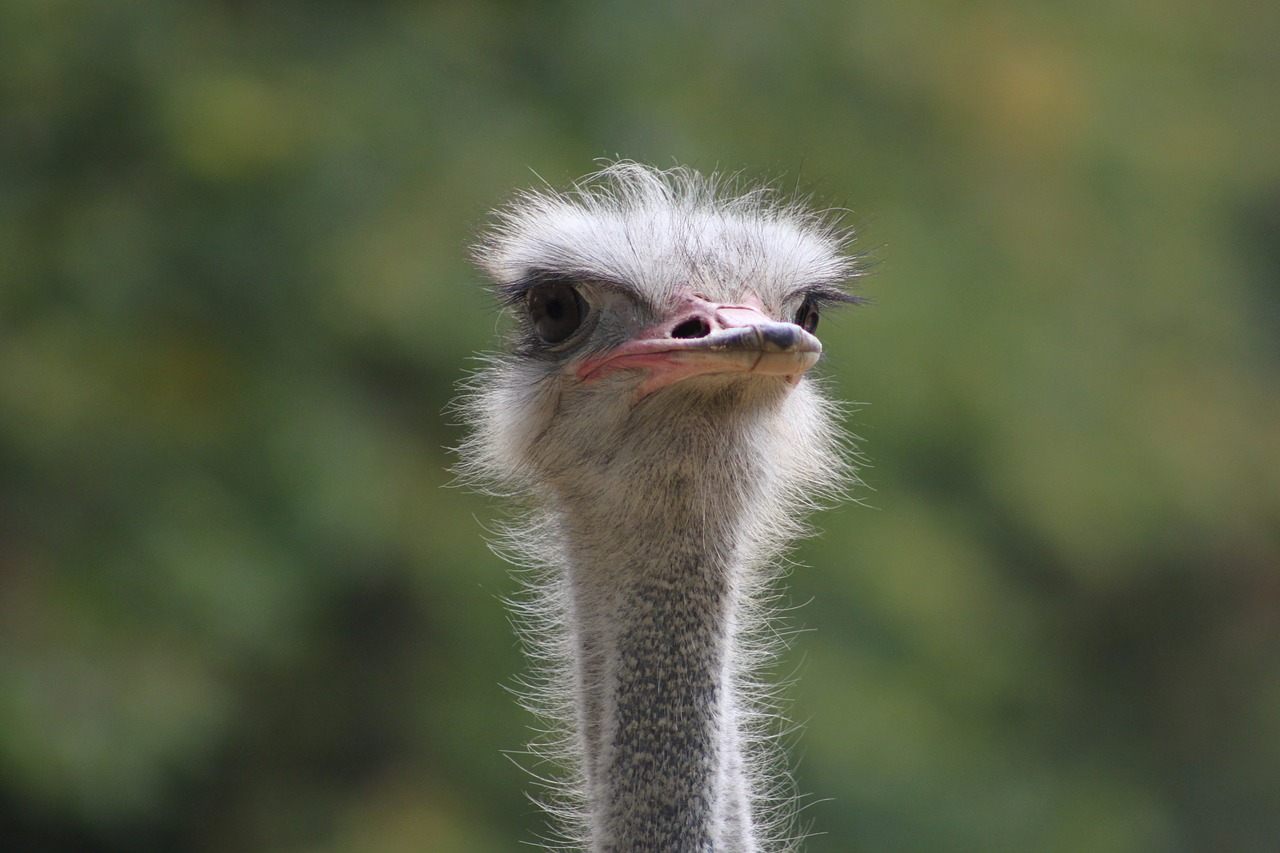 bird ostrich wildlife photography free photo