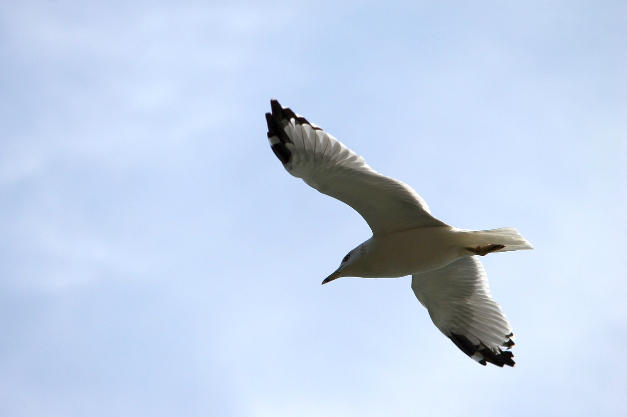 bird flying sky free photo