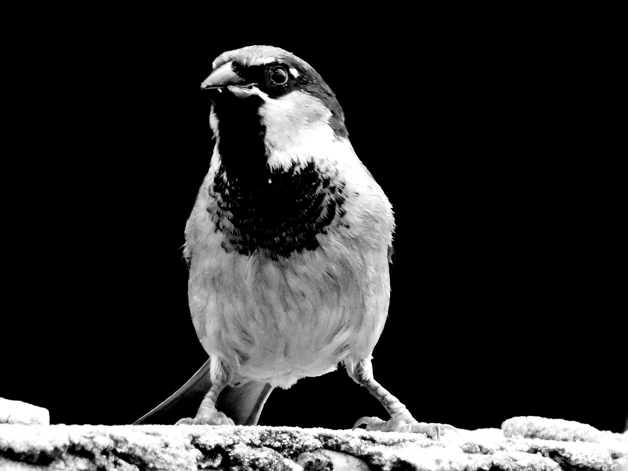 bird tropical bird sparrow free photo