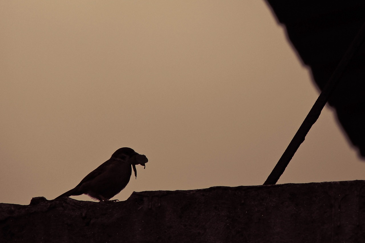 sparrow bird hunting free photo