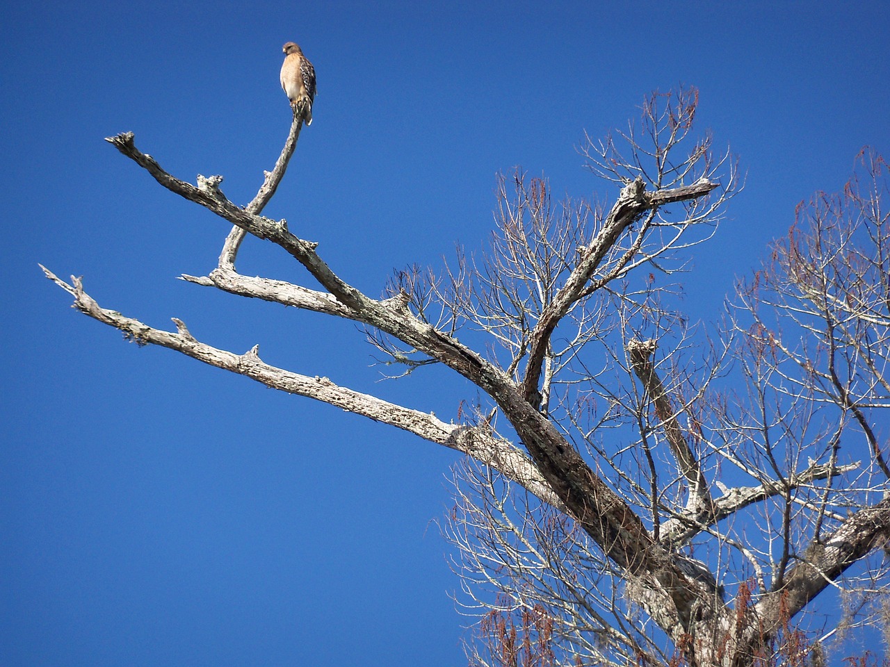 bird tree nature free photo