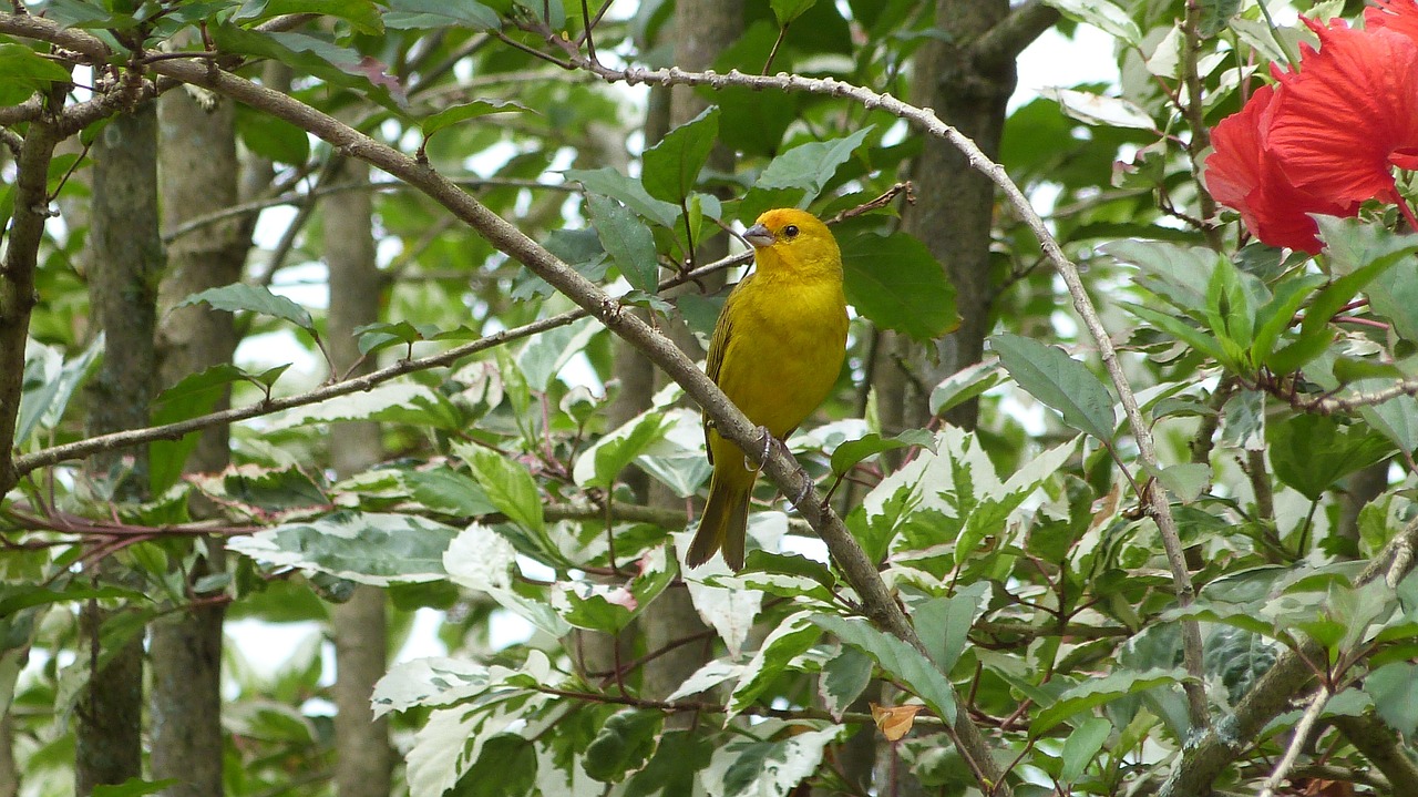bird canario land yellow free photo