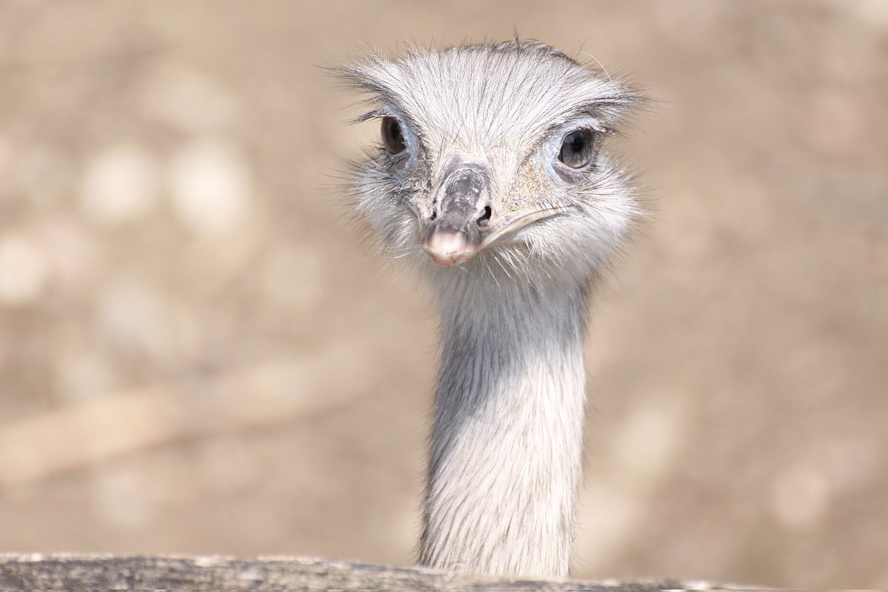 bird bouquet ostrich free photo