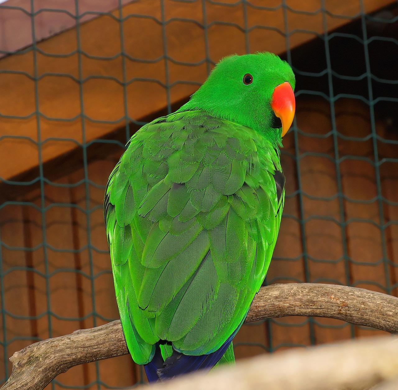 bird parrot colorful free photo