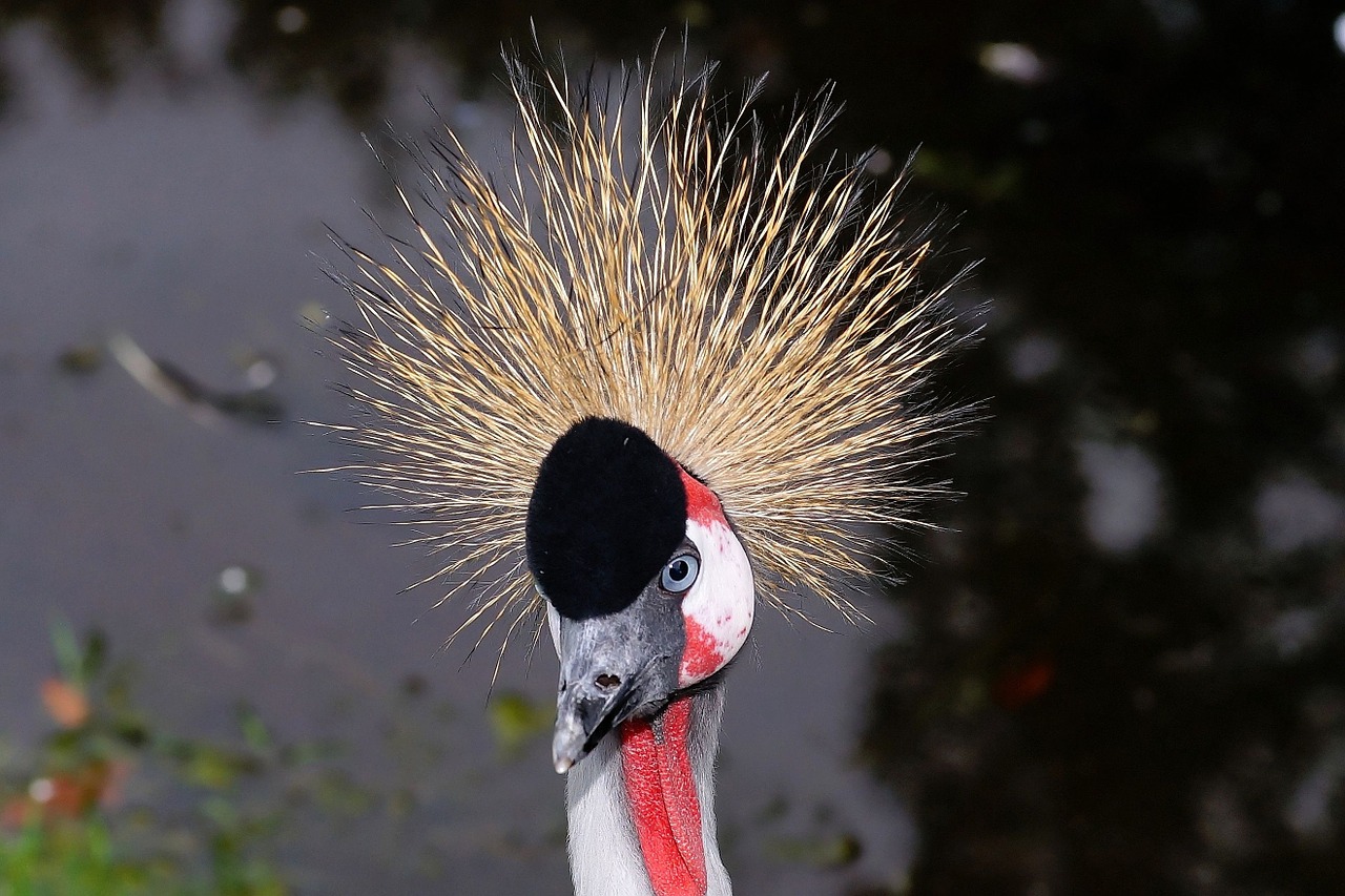 bird grey crowned crane crane free photo