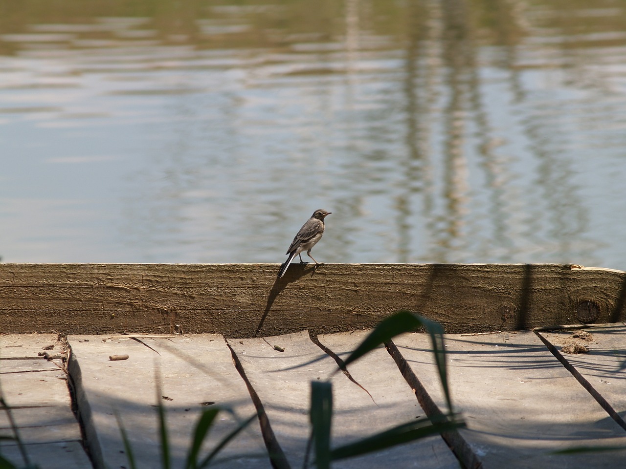 bird water lake free photo