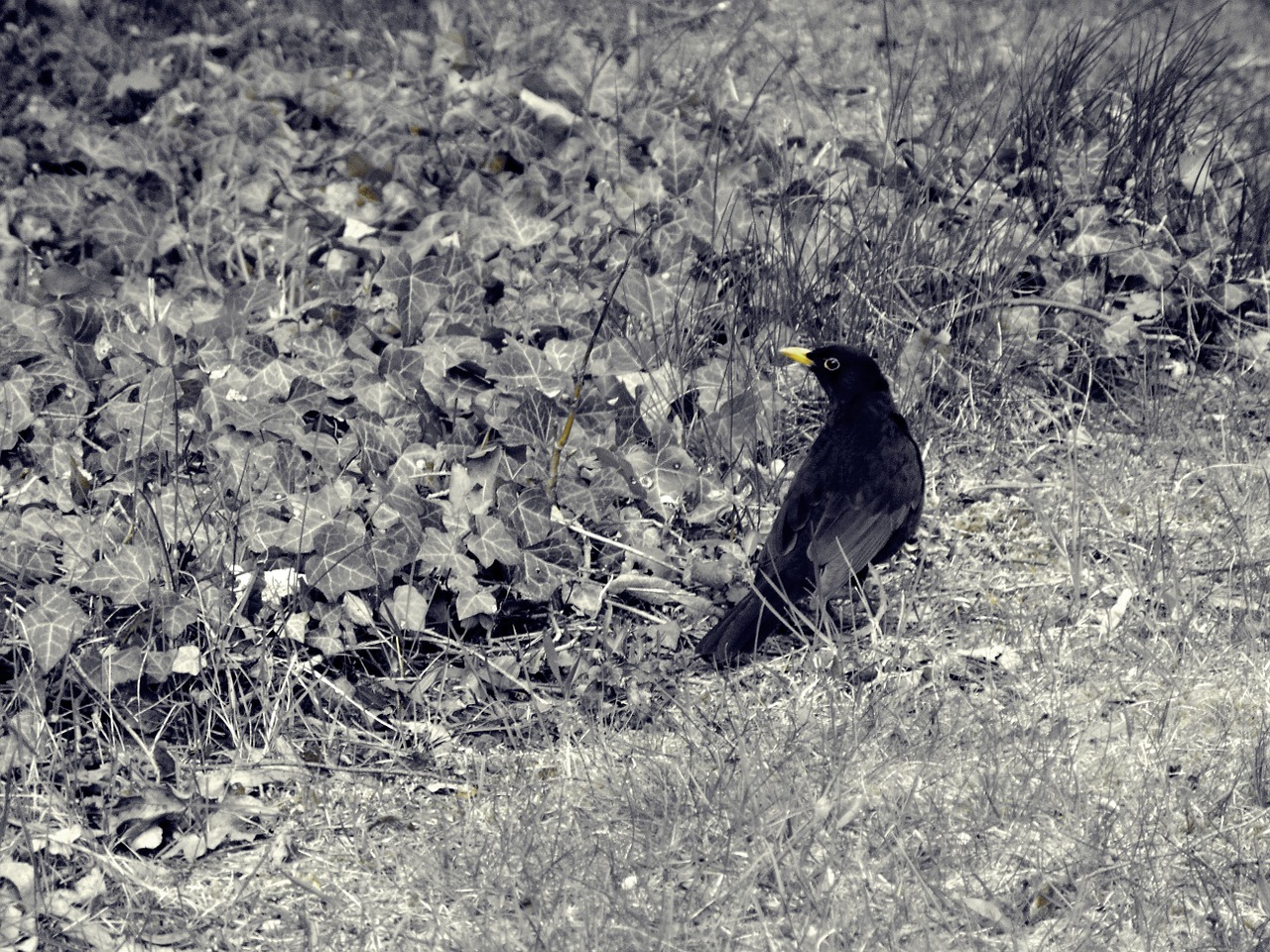 bird blackbird animal free photo