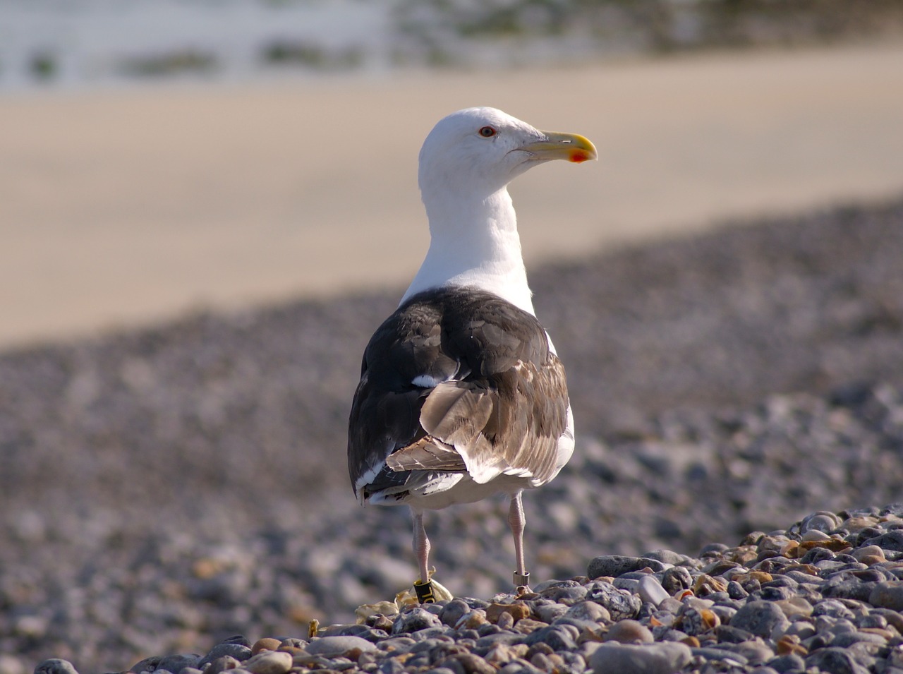 bird seagull sea free photo