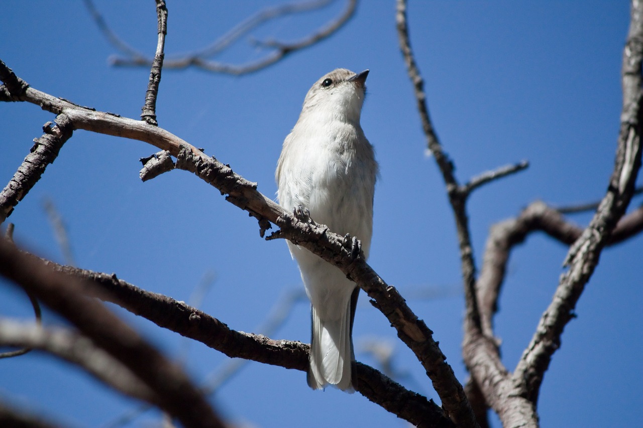 bird white vvetka free photo