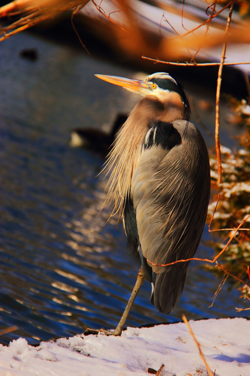 bird stork heron free photo